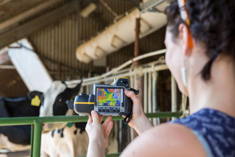 Person recording thermal image of cow.